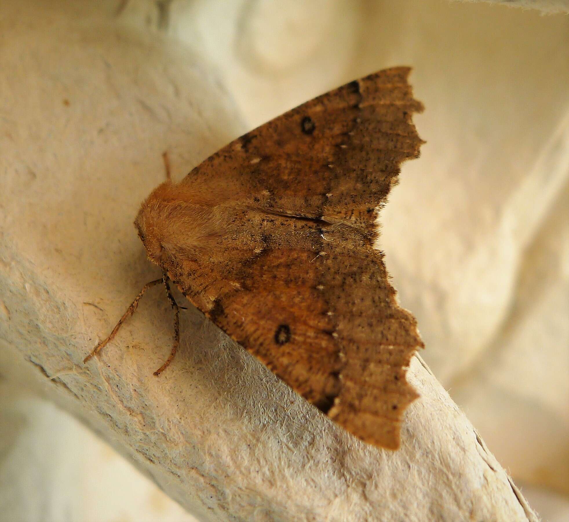 Image of scalloped hazel