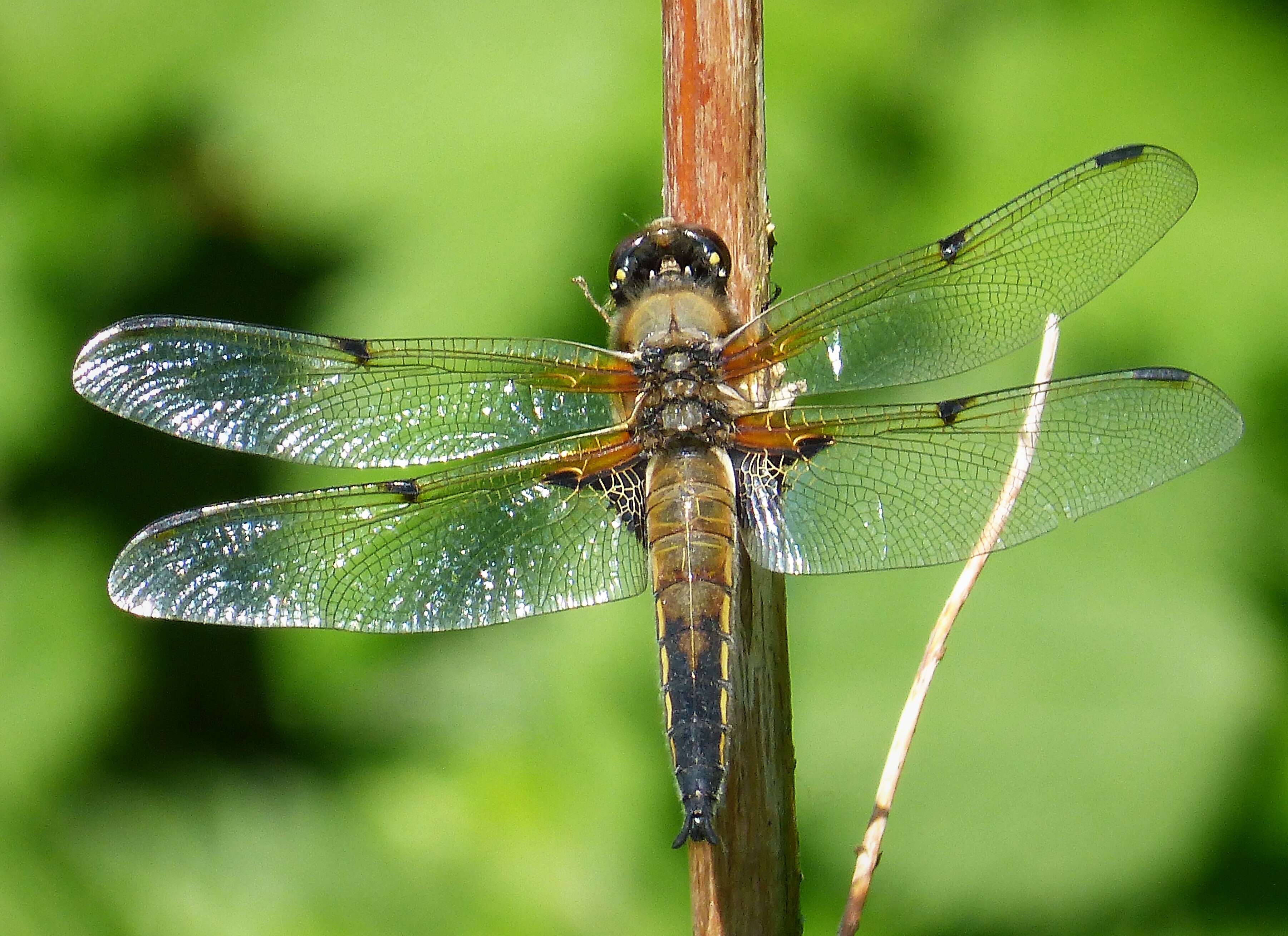 Image of Four-spotted Chaser