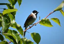 Image of Common Reed Bunting