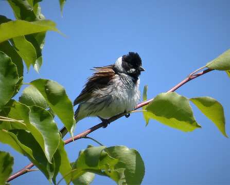 Image of Common Reed Bunting