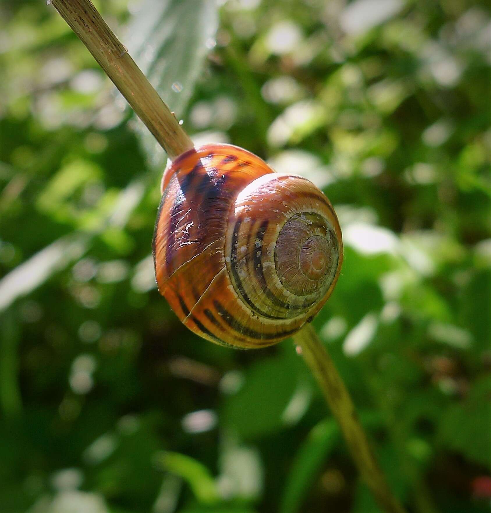 Image of Brown Lipped Snail