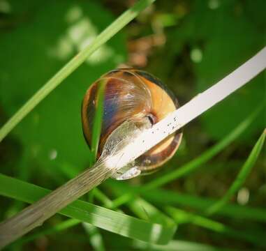 Image of Brown Lipped Snail