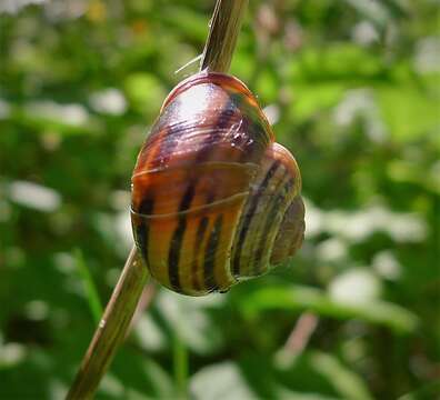 Image of Brown Lipped Snail