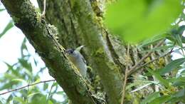 Image of Blackcap