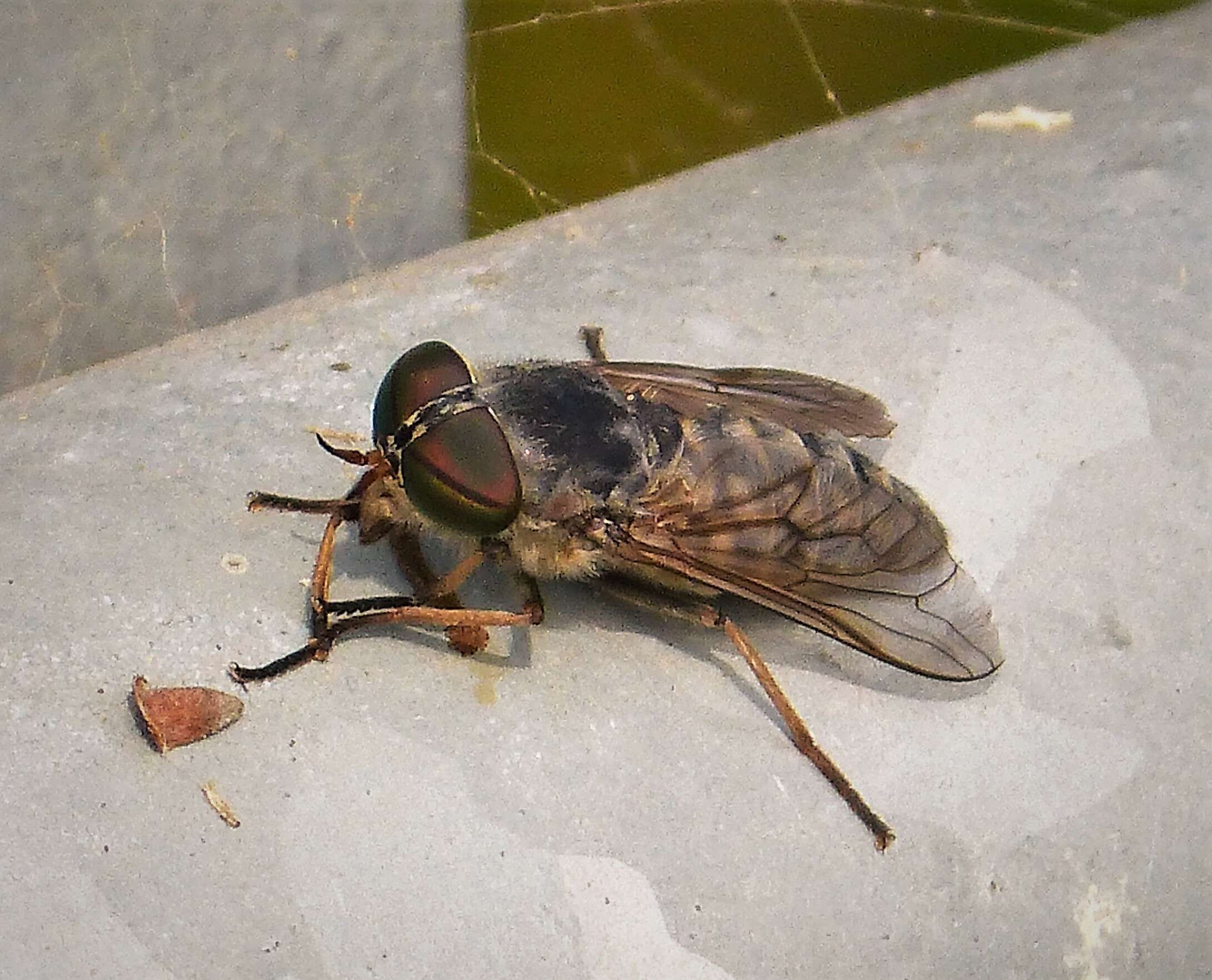 Image of Tabanus bromius Linnaeus 1758