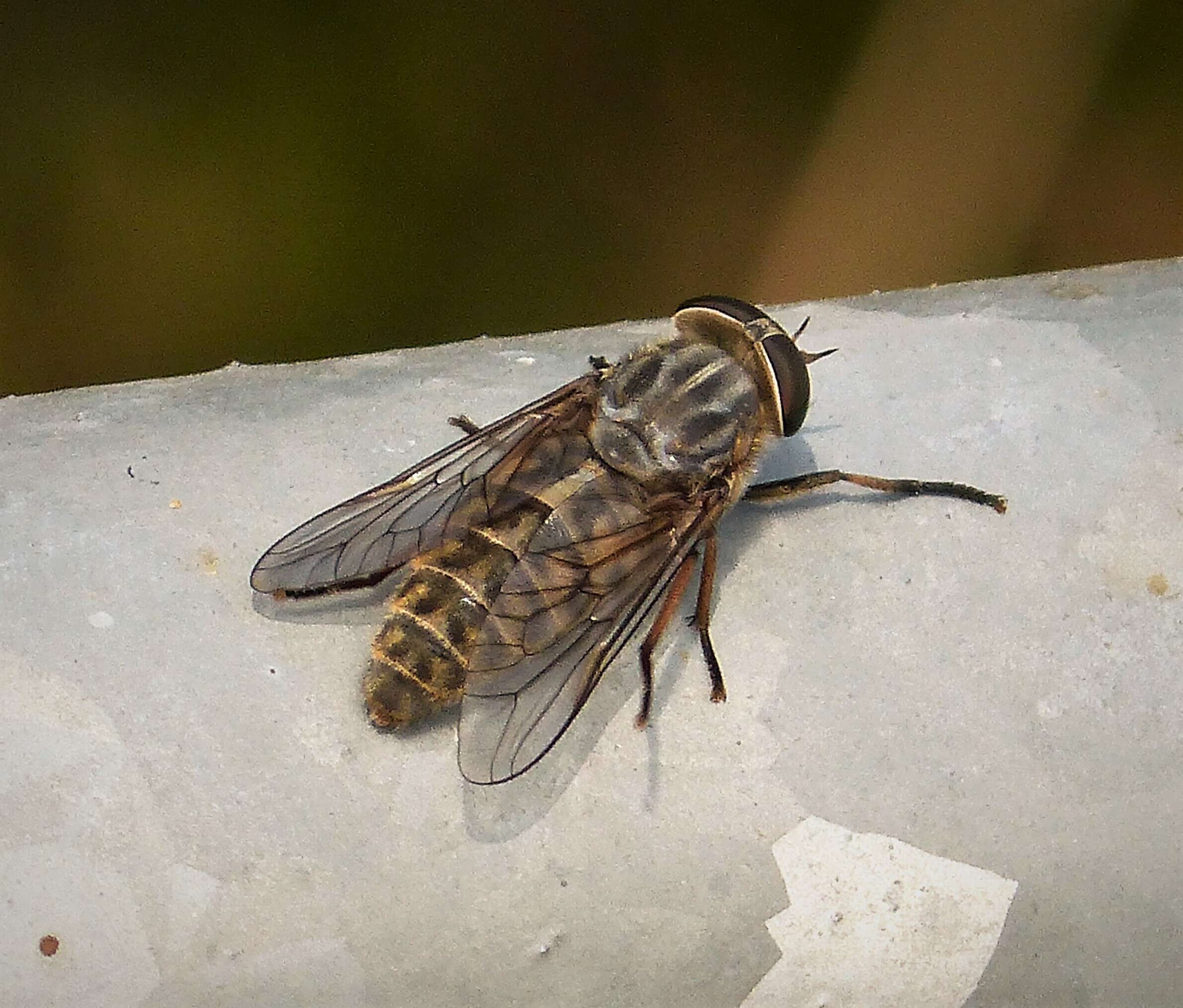 Image of Tabanus bromius Linnaeus 1758