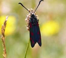 Image of six-spot burnet