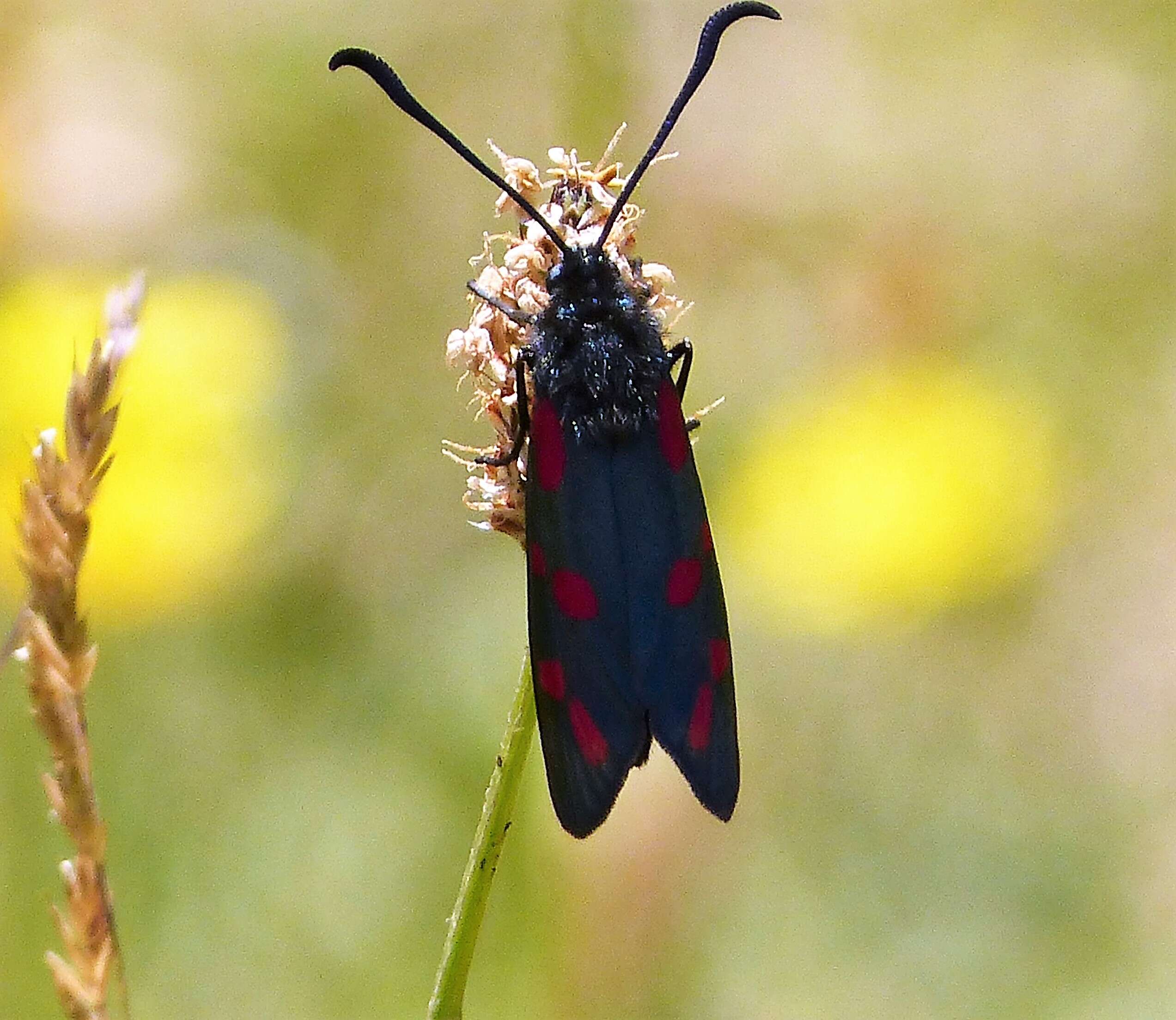 Image of six-spot burnet