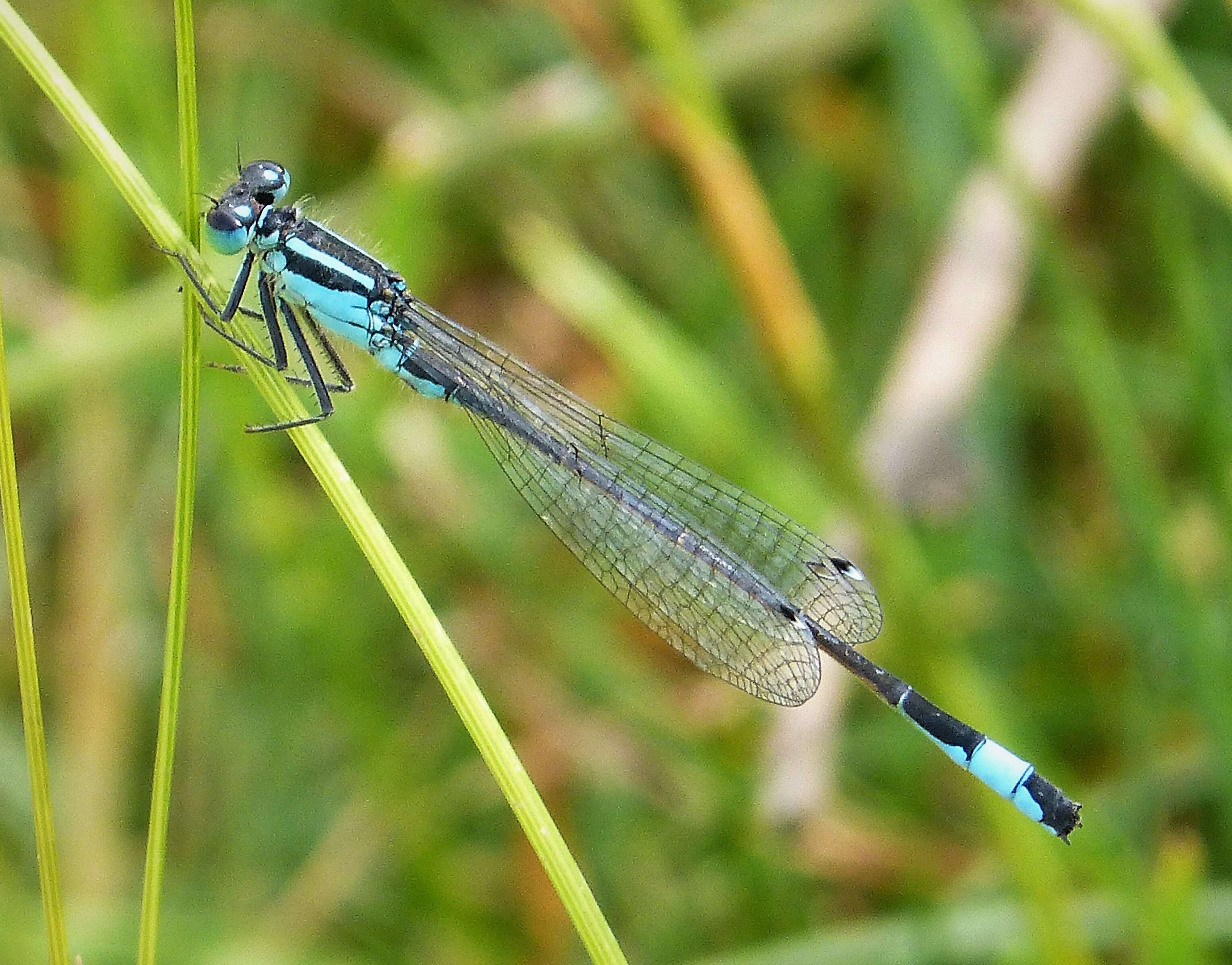 Imagem de Ischnura elegans (Vander Linden 1820)