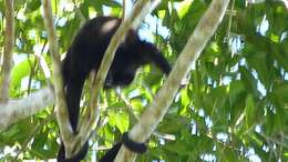 Image of Ecuadorian Mantled Howling Monkey