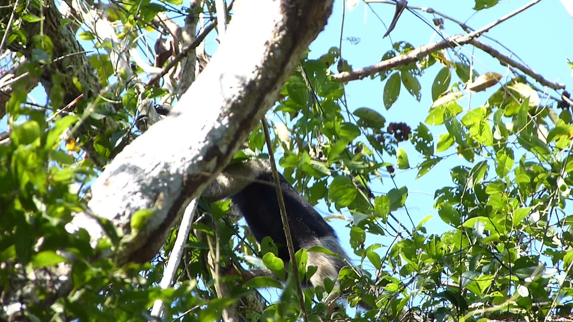 Image of Tamandua Gray 1825