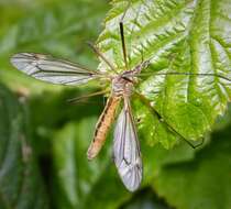 Image of Tipula (Lunatipula) vernalis Meigen 1804