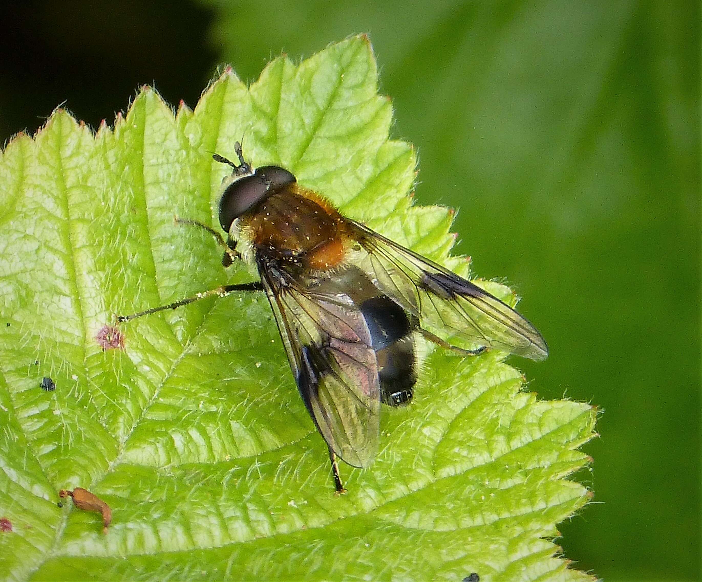 Leucozona lucorum (Linnaeus 1758) resmi