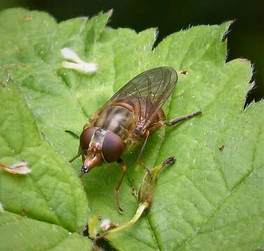 Image of Rhingia campestris Meigen 1822