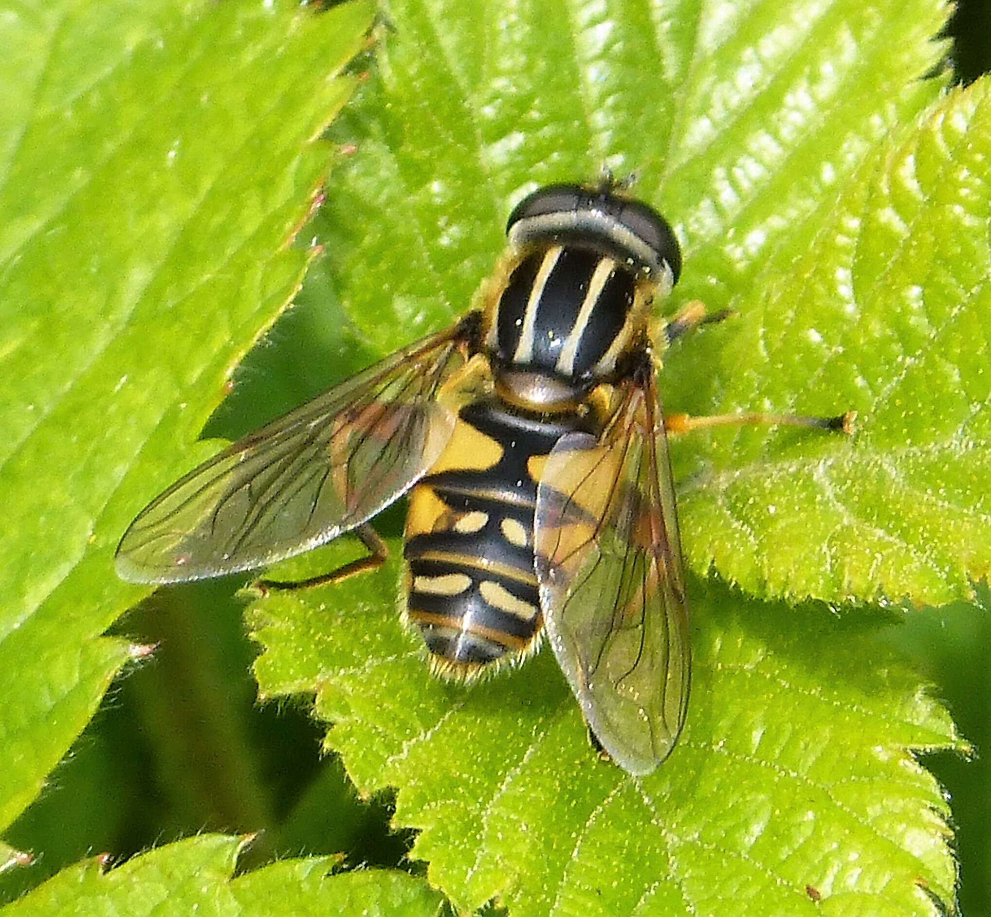 Image of Marsh Hoverfly