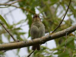 Image of Common Chiffchaff