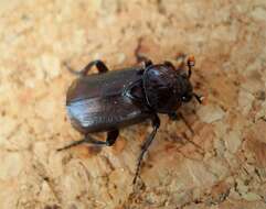 Image of Nicrophorus (Nicrophorus) humator (Gleditsch 1767)