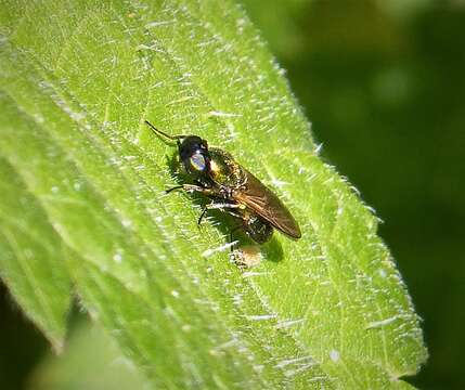 Image of Soldier fly