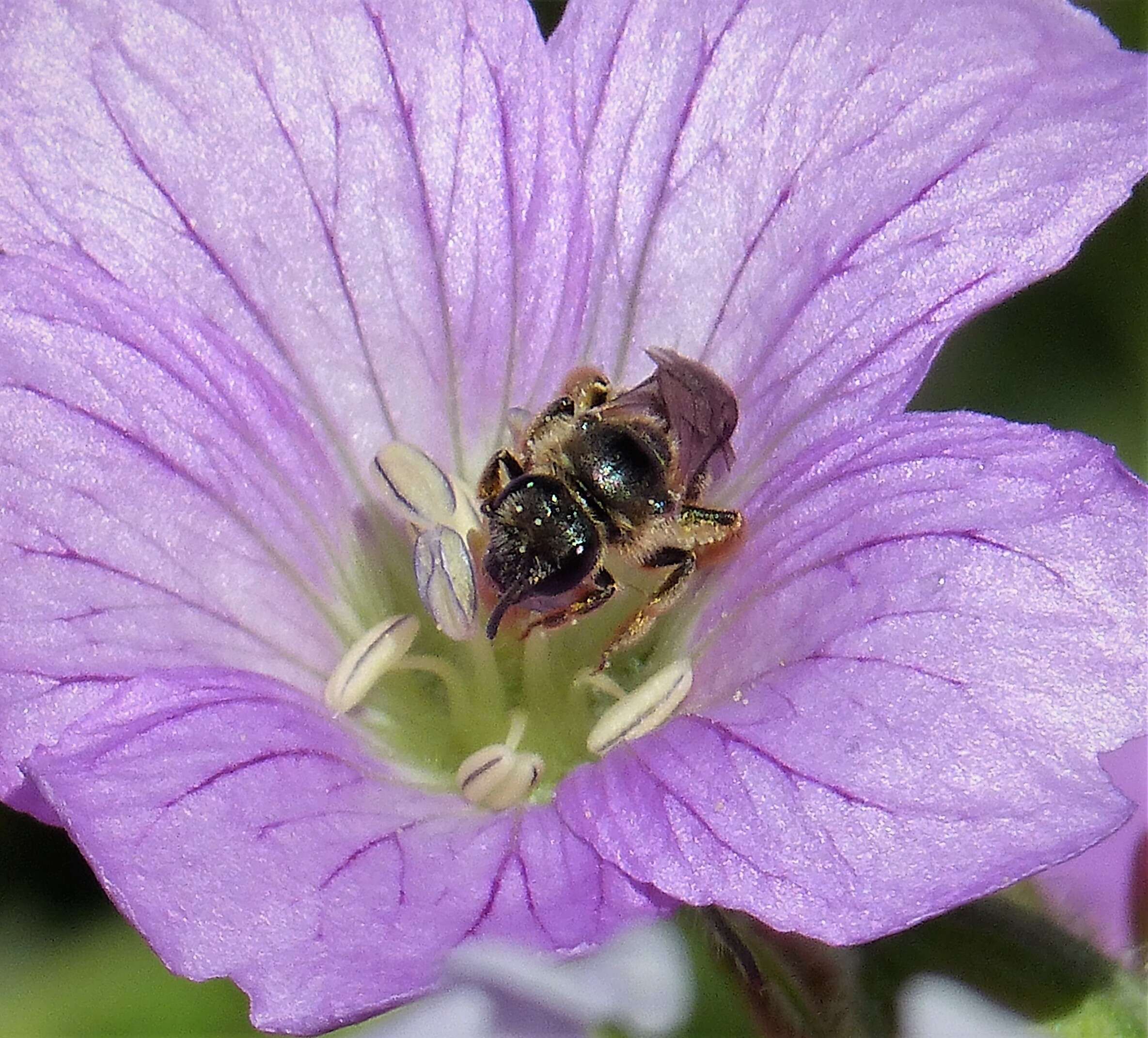 Image of sweat bees