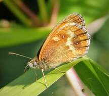 Image of hedge brown