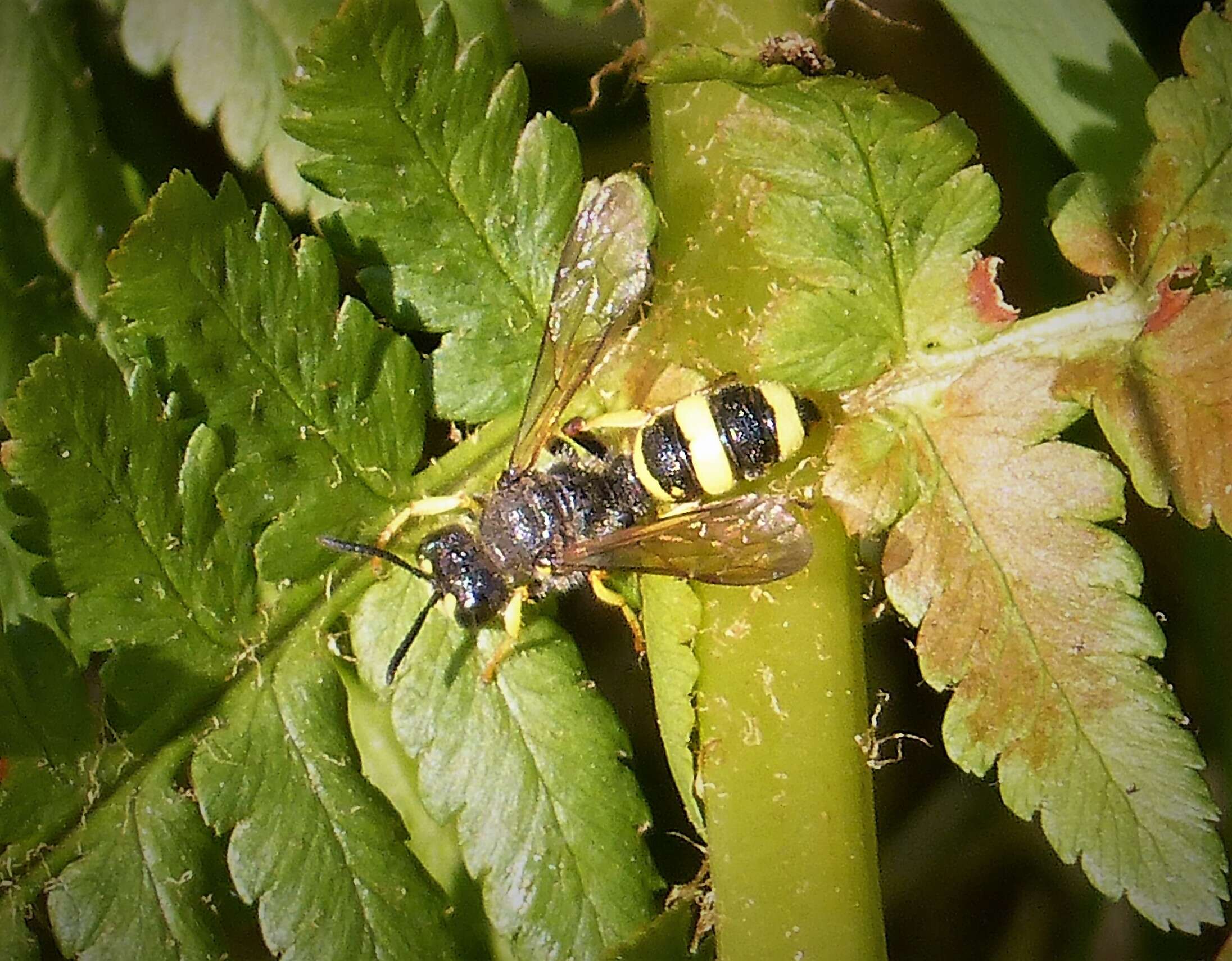 Imagem de Cerceris rybyensis (Linnaeus 1771)