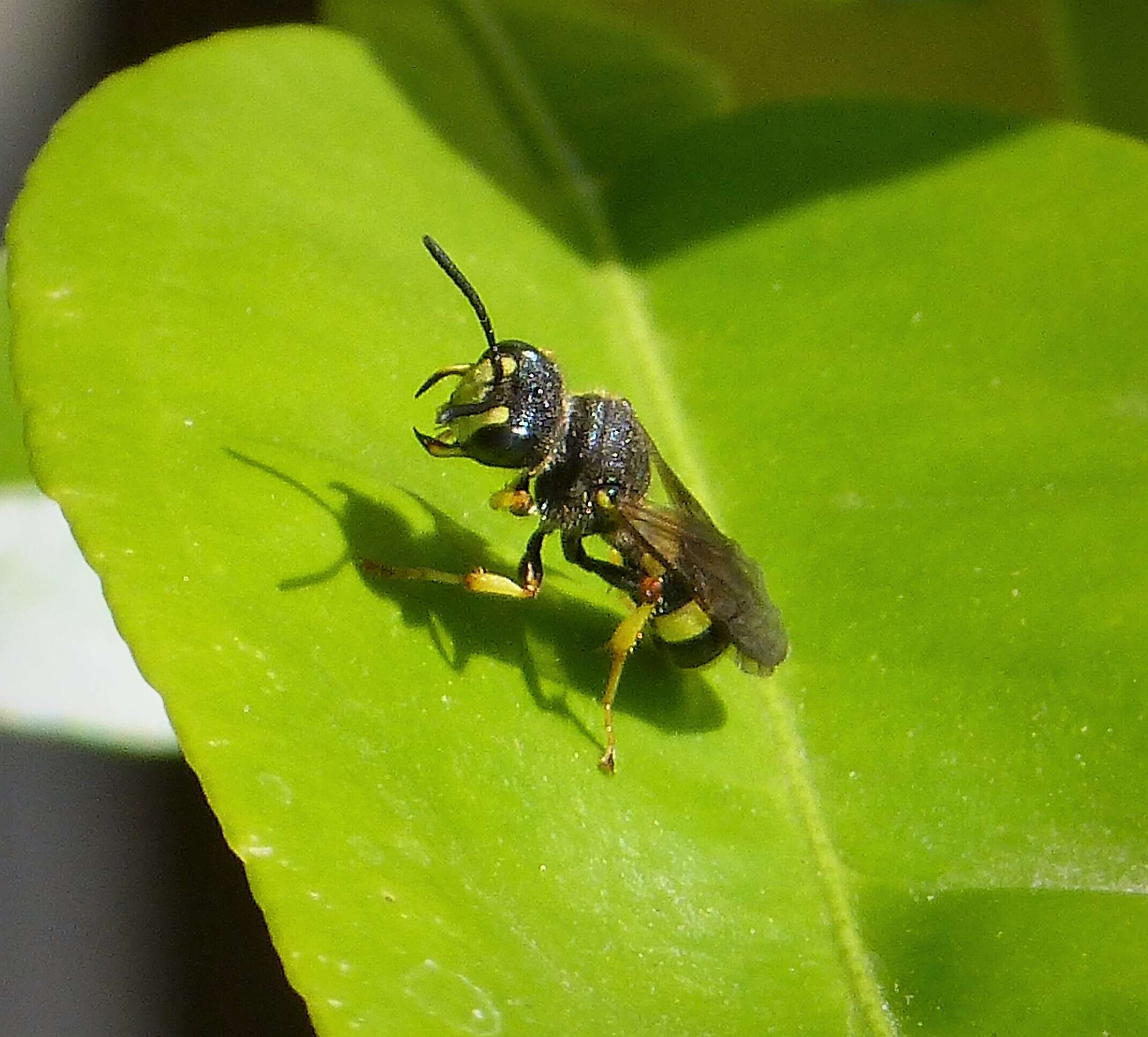 Imagem de Cerceris rybyensis (Linnaeus 1771)