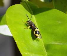 Imagem de Cerceris rybyensis (Linnaeus 1771)