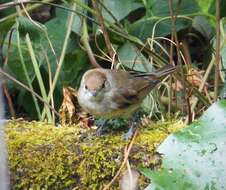 Image of Blackcap