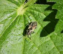 Image of Nettle Ground Bug