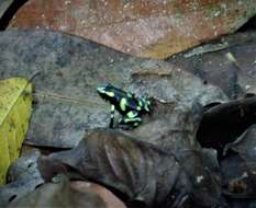 Image of Gold Arrow-poison Frog