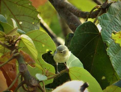 Geothlypis poliocephala Baird & SF 1865 resmi