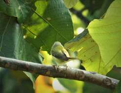 Image of Gray-crowned Yellowthroat