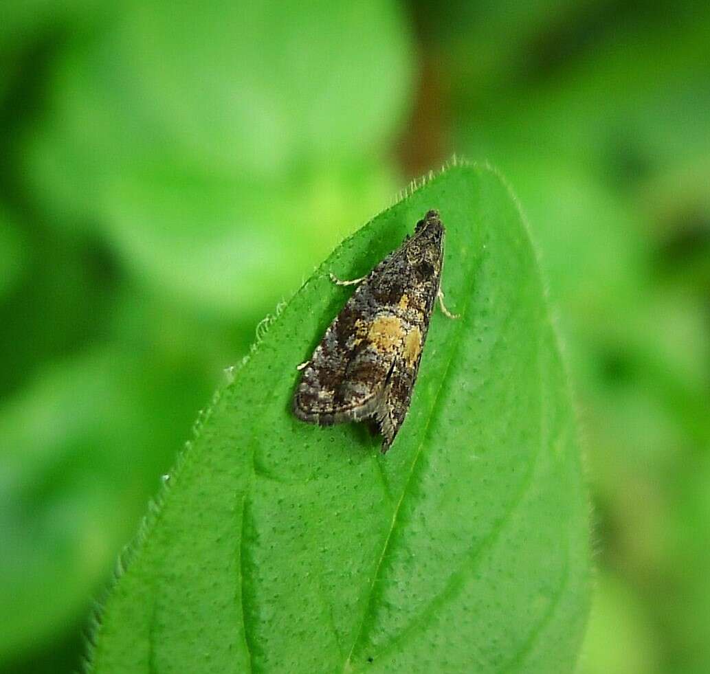 Image of Endothenia nigricostana Haworth 1811