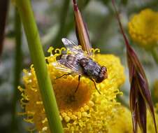 Image of flesh flies