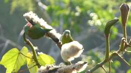 Image of Orange-chinned Parakeet