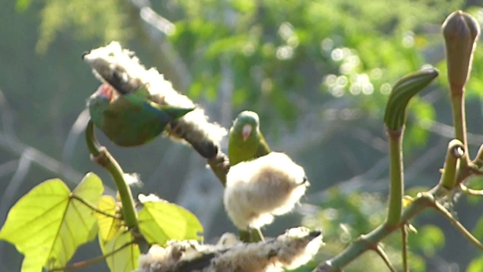 Image of Orange-chinned Parakeet