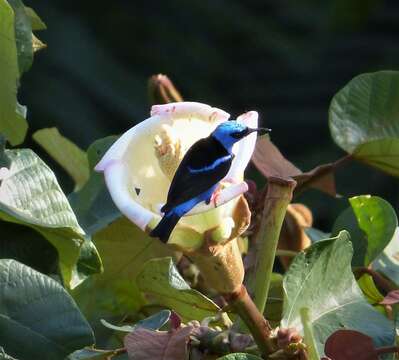 Image of Honeycreeper