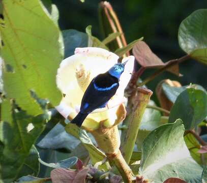 Image of Honeycreeper