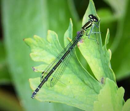 Image of Azure Bluet