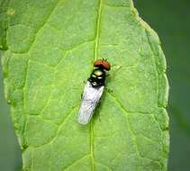 Image of Soldier fly