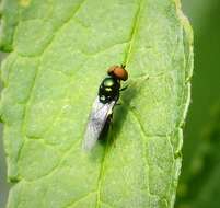 Image of Soldier fly