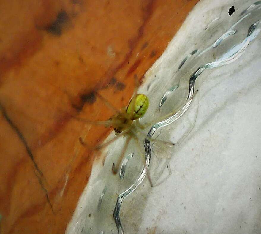 Image of Cucumber green spider