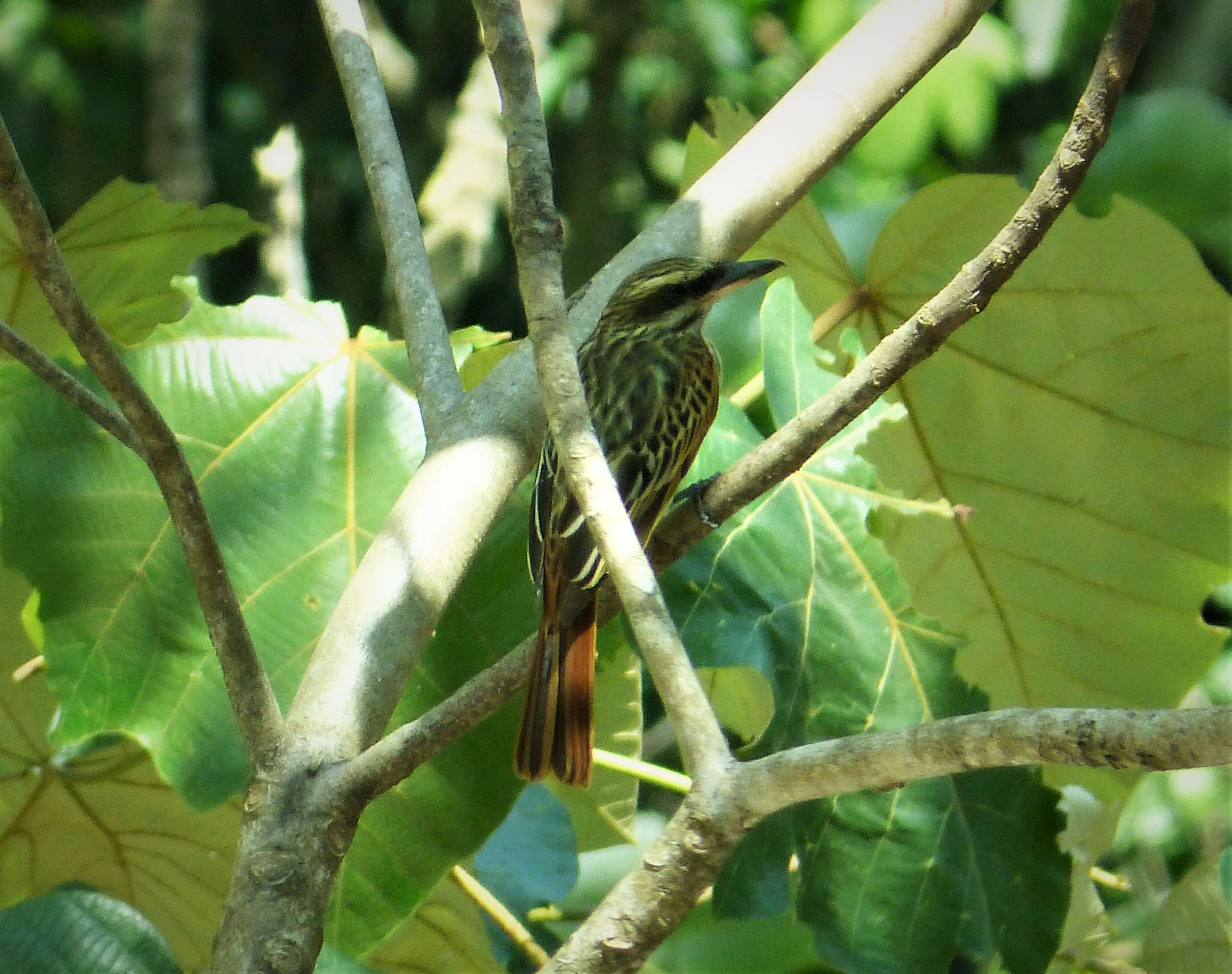 Imagem de Myiodynastes maculatus (Müller & Pls 1776)