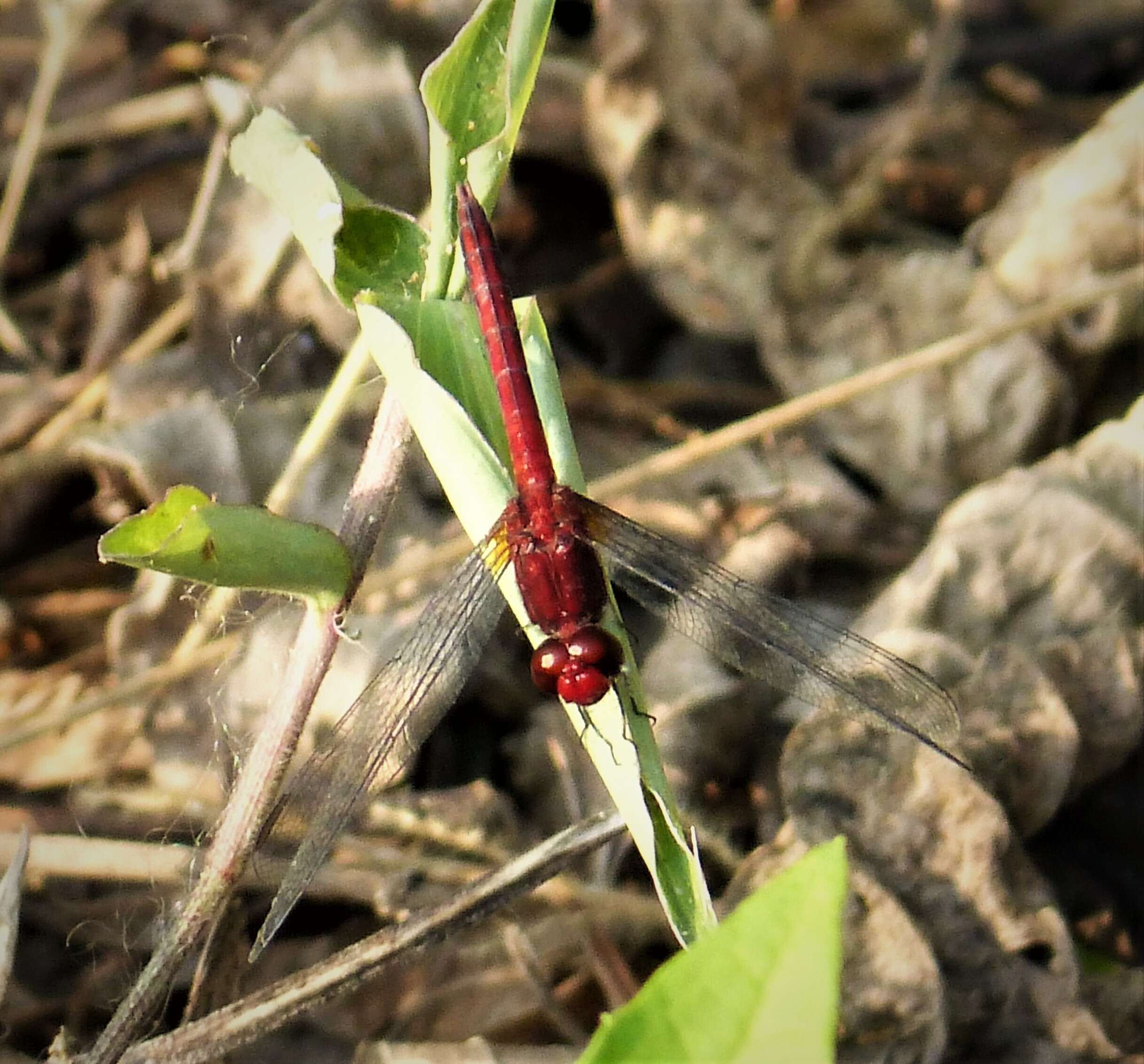 Sivun Erythrodiplax fusca (Rambur 1842) kuva