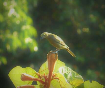 Image of Palm Tanager