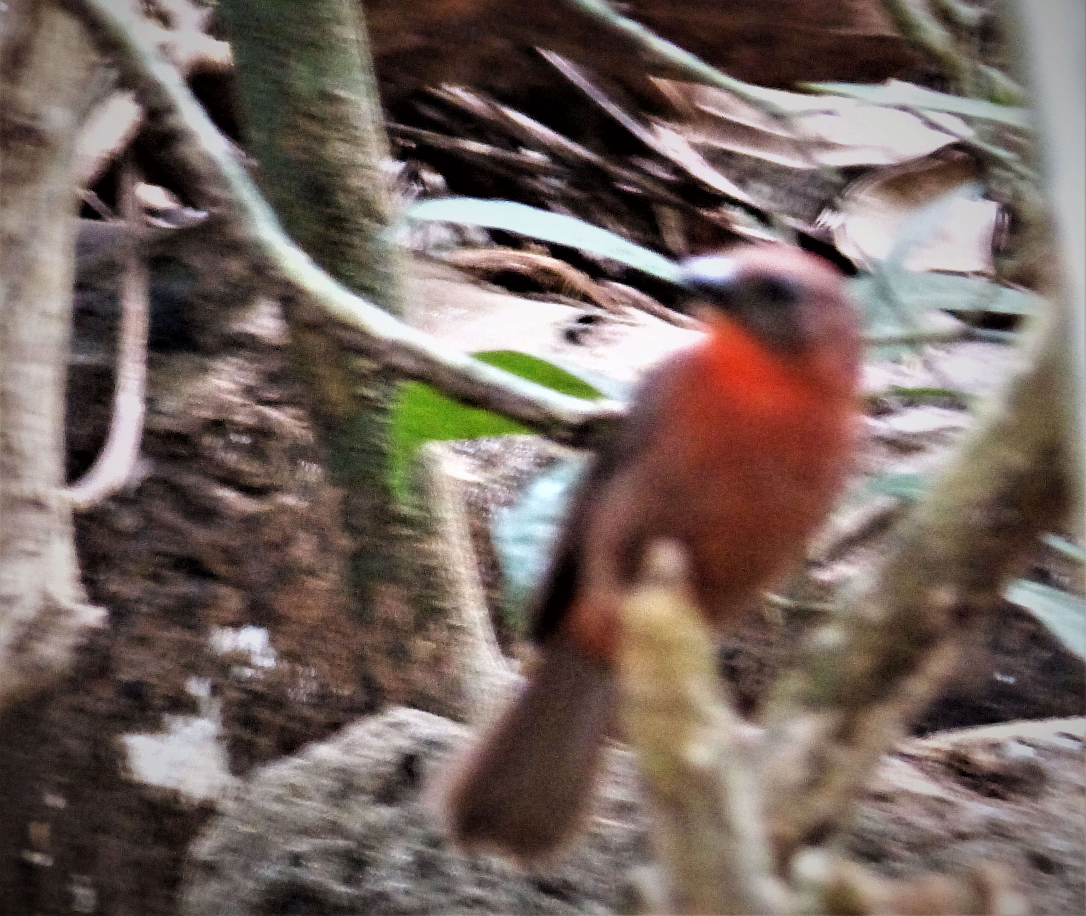 Image of Red-throated Ant Tanager