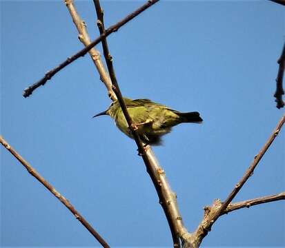 Image of Honeycreeper