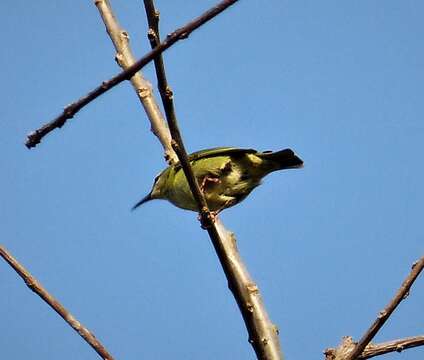 Image of Honeycreeper