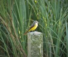 Image of Tropical Kingbird