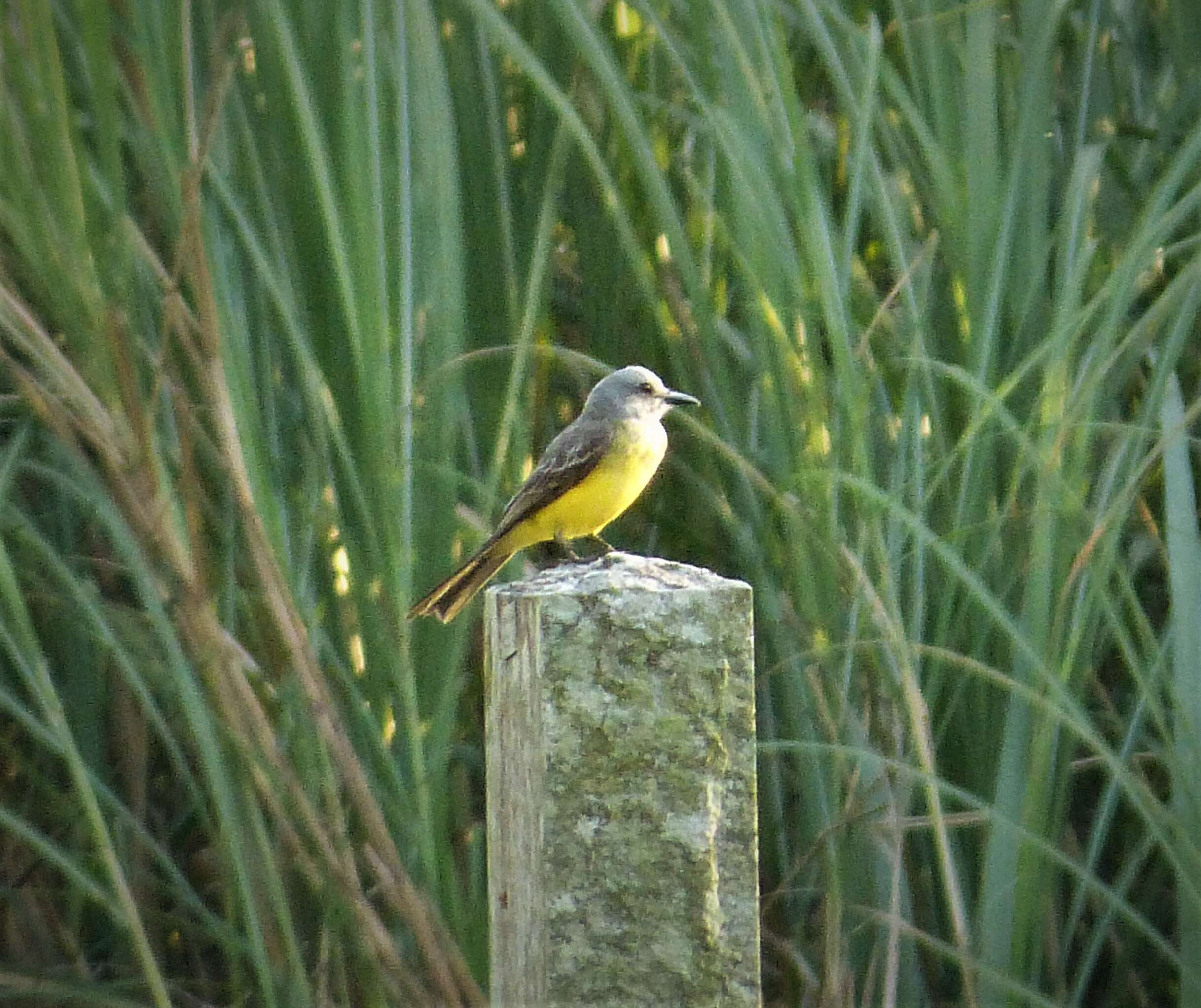 Image of Tropical Kingbird